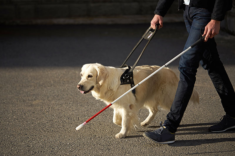 Blindenhund
